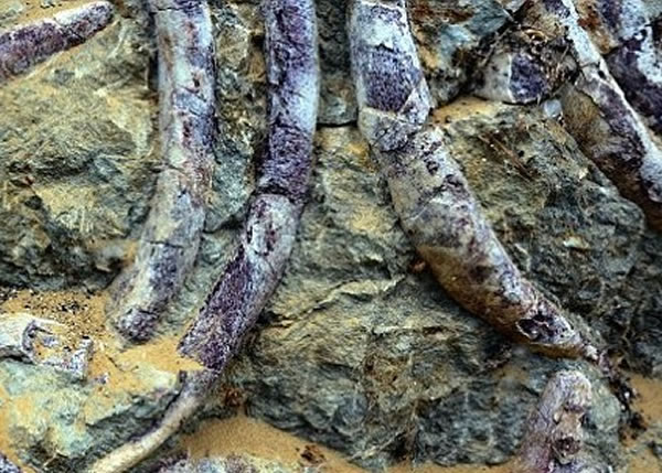 ��ʿѧ���ܻ�ʯ����������˷���