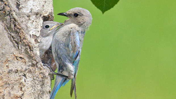 蓝鸲母鸟对其雄性子代的影响可起到一种塑造生态社群的作用