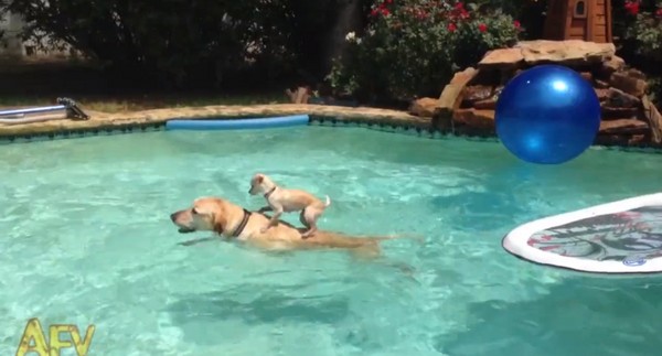 һֻ��������ˮ�д���������㳵 ����ֱ��̫����