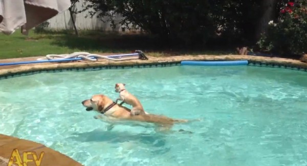 һֻ��������ˮ�д���������㳵 ����ֱ��̫����