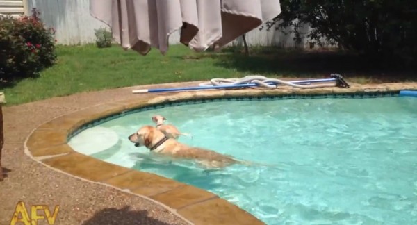 һֻ��������ˮ�д���������㳵 ����ֱ��̫����