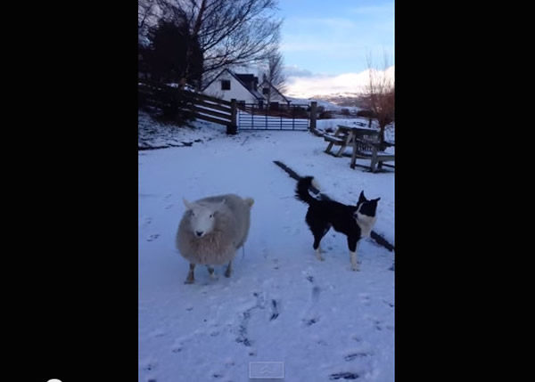 苏格兰一只绵羊跟边境牧羊犬一起长大 跑跳姿势跟狗一样
