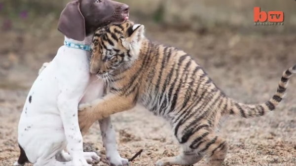 �����׻������ſ�ǰ�ŷ·�ӵ��С���Ļ��棬���������Ķ��ڻ���