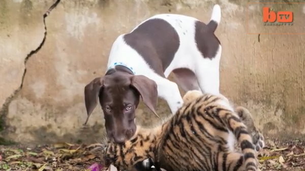 ����С������飬��ĸ���������׻����ٹµ���