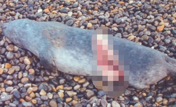 英国出现数十具身上有螺旋型伤口的海豹尸体