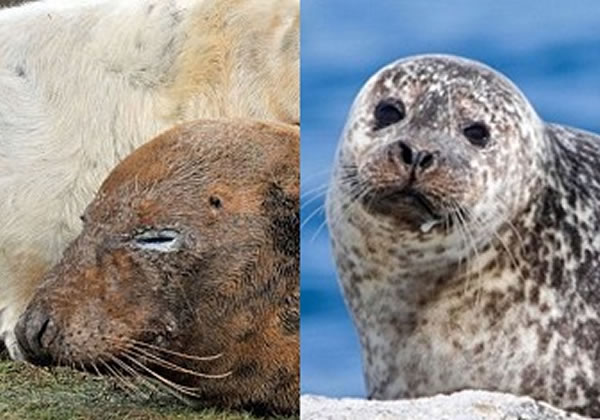 ���Ժ�����ָΪɱ��С����������