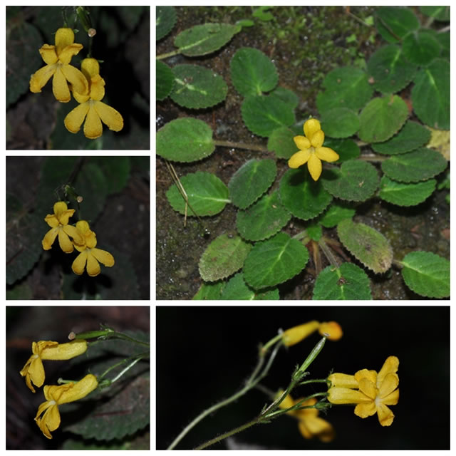 ���ֲ���������̦Ұ����Ƭ