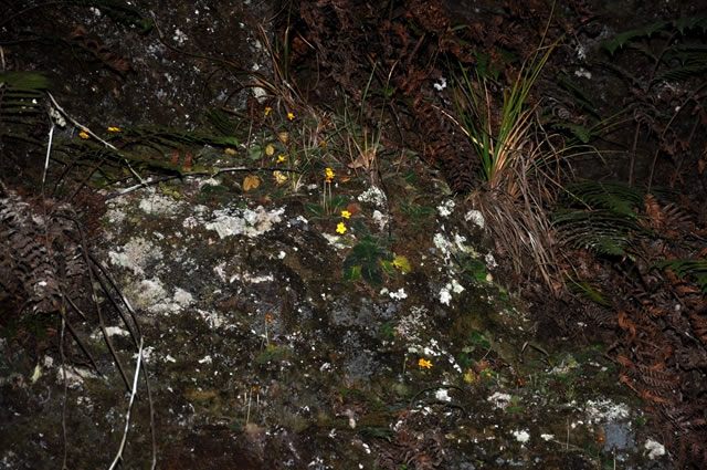 ����������̦����