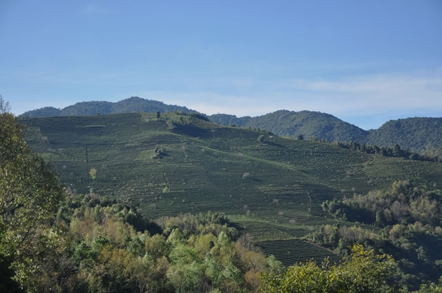 ����������̦���黯������