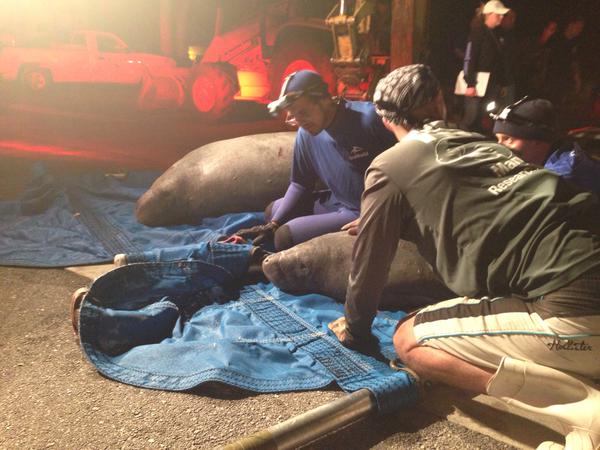 一群海牛误入美国佛罗里达州小城卫星海滩的下水道被困