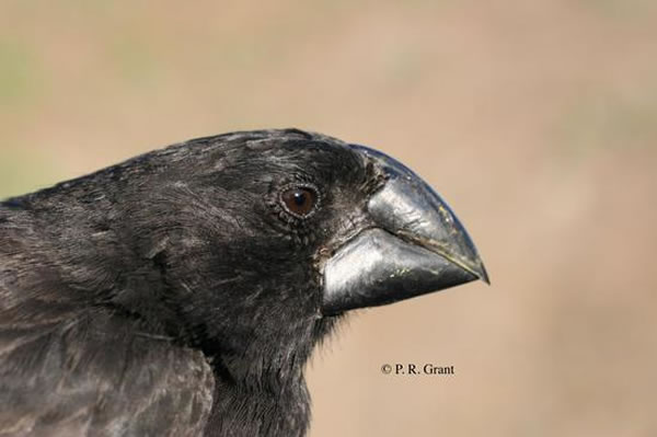 Geospiza magnirostris近距离摄影,大达夫尼岛。经由普林斯顿大学出版社许可引用(Credit: B. R. Grant)