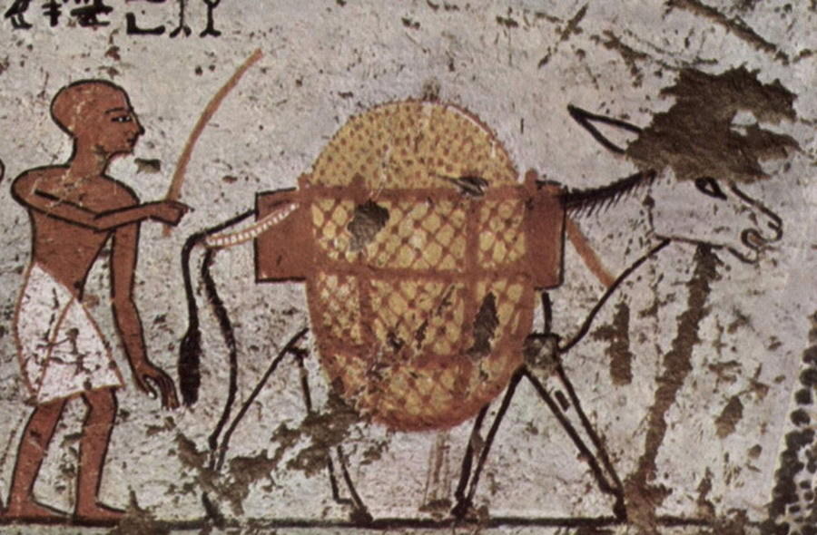 古人知道驴奶的益处