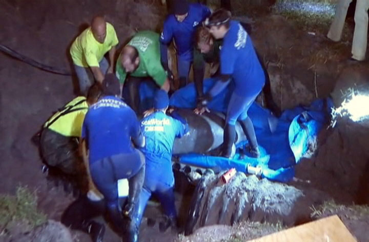 美国佛罗里达州19只海牛为取暖进排水管卡住