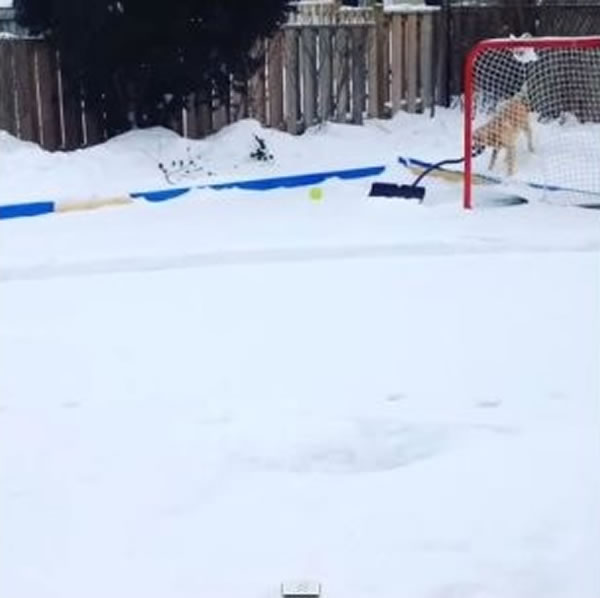 ����һֻ��������Ȯҧ�Ų��Ӱ����˲�ѩ