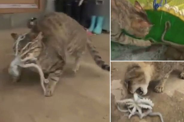 YouTube�ϴ���һ��Сè��ս�������Ƶ