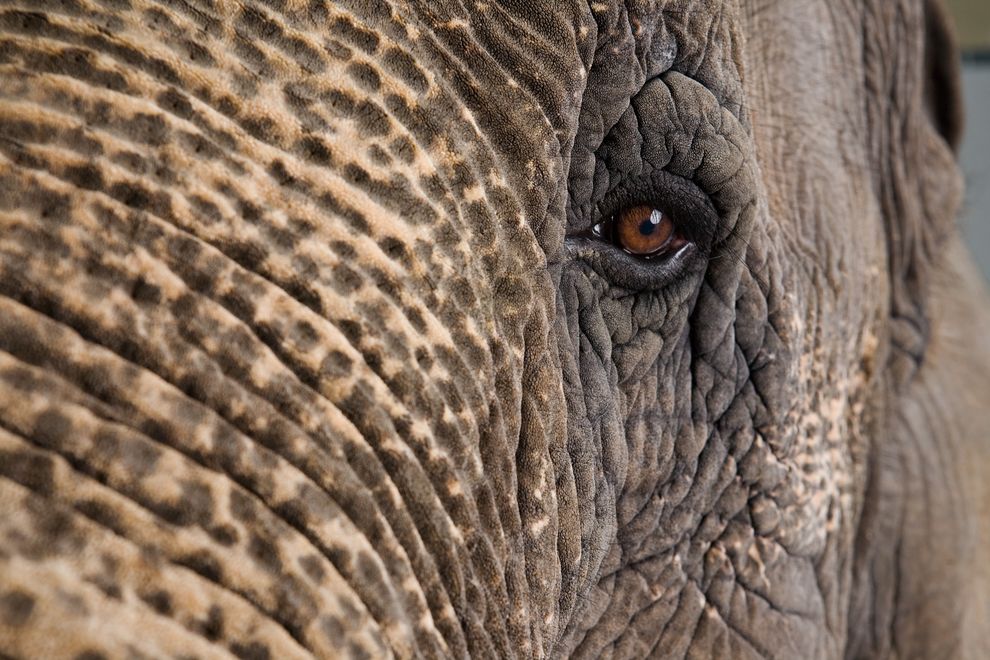 �������������ܹ��ϳ��Լ�������Ӱ�����֡� Photograph by Vincent J.Musi�� National Geographic