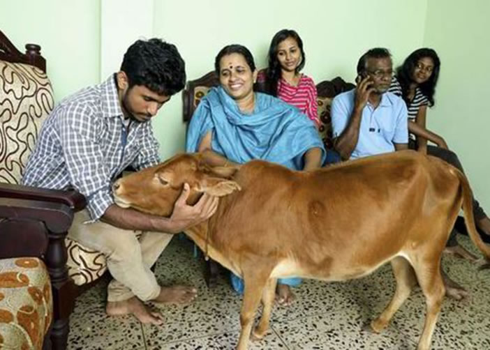 小牛与伯勒克里什恩的家人感情要好