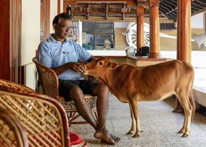 伯勒克里什恩形容小牛就像自己的家人