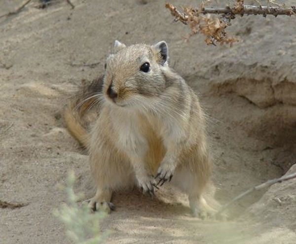 在土库曼、哈萨克、蒙古、中国、巴基斯坦、阿富汗和伊朗,都可发现6至8吋长大沙鼠。