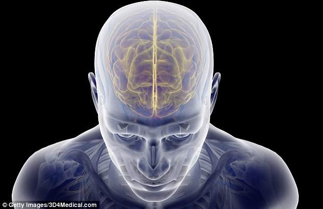 科学家发现“ARHGAP11B”基因在人类大脑进化中发挥了关键作用