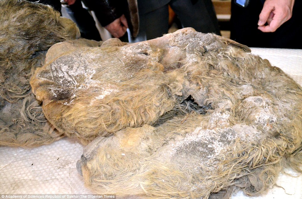 俄罗斯西伯利亚发现一具1万年前长毛犀牛幼兽尸体“萨莎(Sasha)”