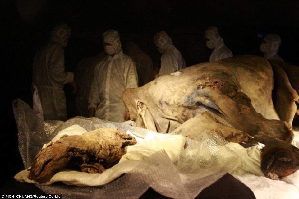 俄罗斯西伯利亚发现一具1万年前长毛犀牛幼兽尸体“萨莎(Sasha)”