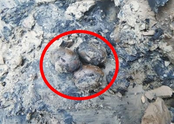 河南省开封市杞县邢口镇工地疑似发现宋朝时期的“千年莲子”