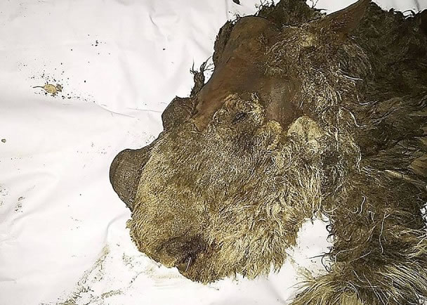 ��ëСϬţ����������ֱ������