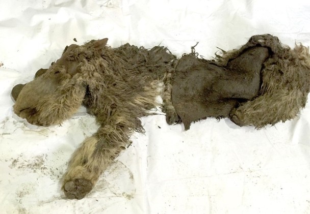 �����״����˷��ֳ�ëСϬţ������