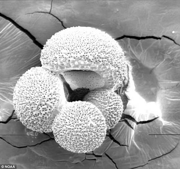 ѧоʯﱴڵͬλˮƽЩƬչʾݱ棨Globigerina bulloides