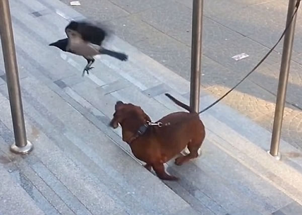 ���ε�С���򱻲��ţ��������š�