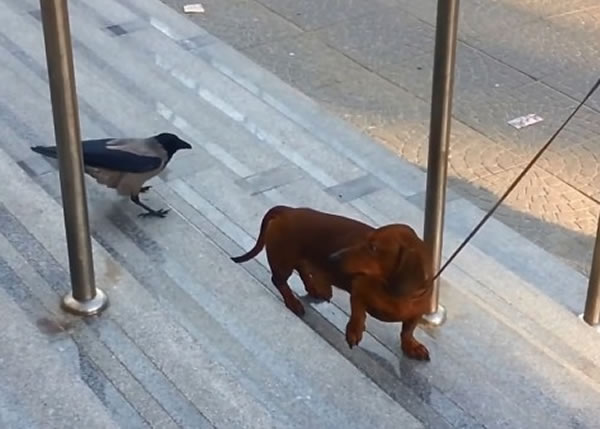 ����ŭĿ������ѻ