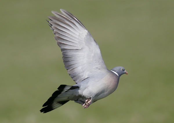 鸟类会在杂乱的环境中调整它们的飞行策略