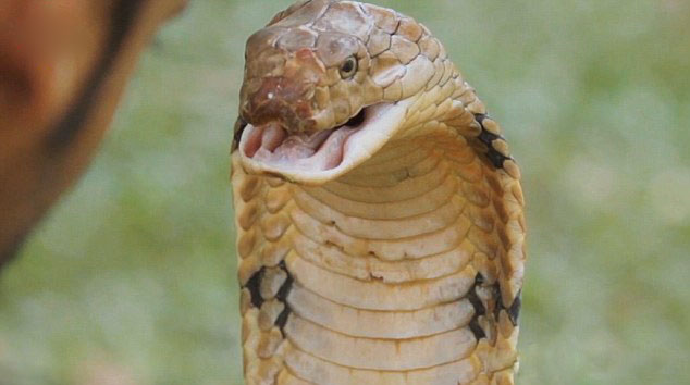 �������ǡ������ӡ�Amjad Khan���Ƕ���