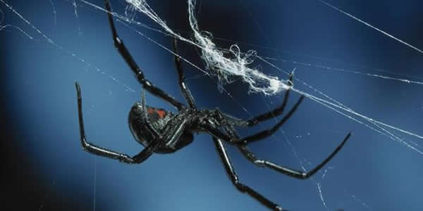 雄性西部黑寡妇蜘蛛利用强大的嗅觉能力避开饥饿雌性
