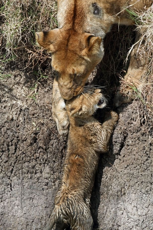 肯尼亚马赛马拉禁猎区母狮子帮助小狮子过河免被一群水牛踩死