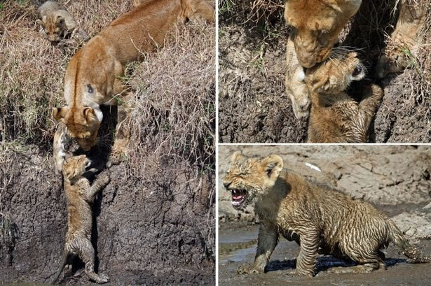 肯尼亚马赛马拉禁猎区母狮子帮助小狮子过河免被一群水牛踩死