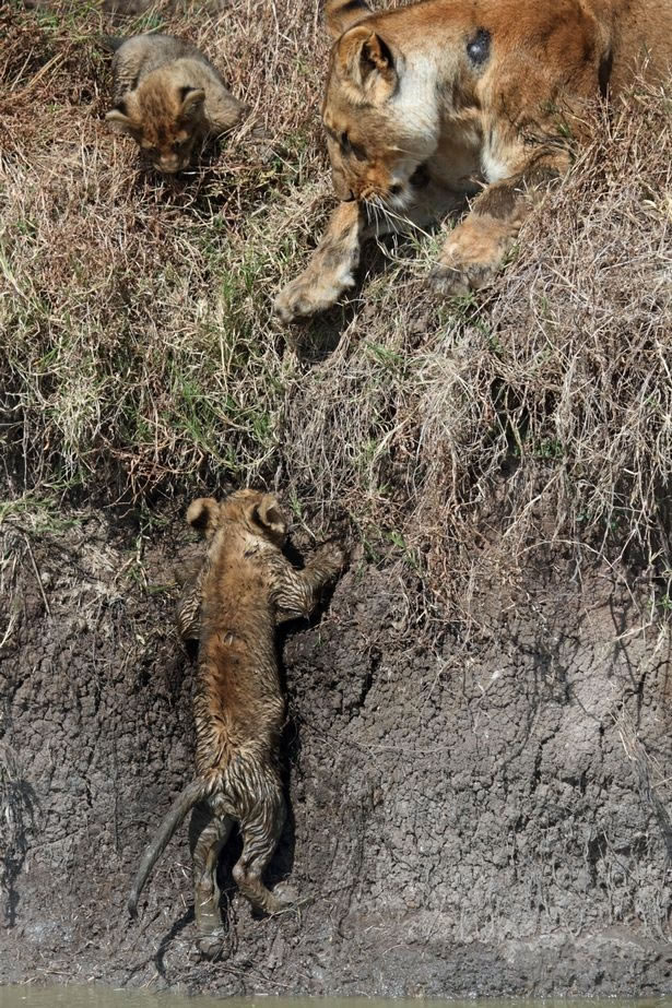 肯尼亚马赛马拉禁猎区母狮子帮助小狮子过河免被一群水牛踩死