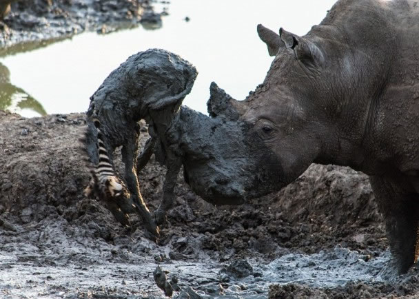 犀牛用角把斑马捞起来