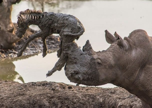 小斑马被犀牛用角刺穿