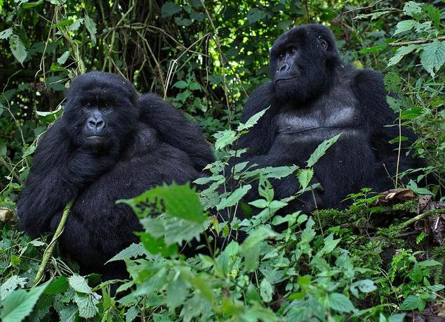 两类Ⅰ型艾滋病病毒的源头是喀麦隆大猩猩