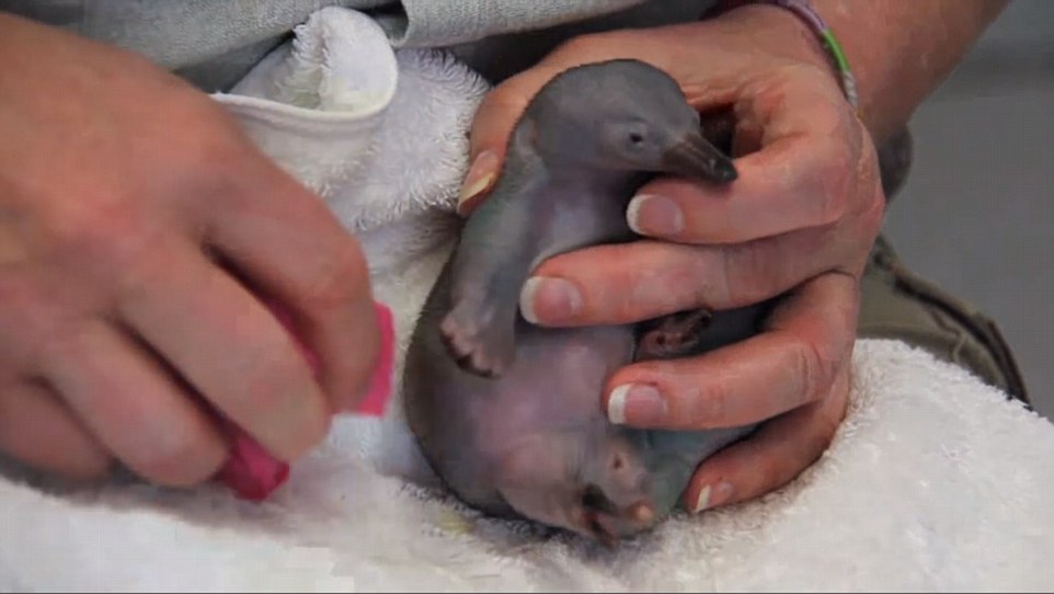 澳大利亚塔隆加动物园最迷你的针鼹鼠