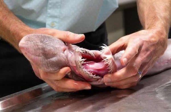 澳大利亚博物馆的工作人员正在展示欧氏尖吻鲛