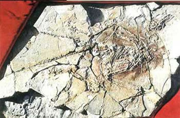 ���ŵ���ʯ��