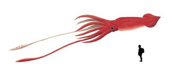 日本北海道羽幌町发现世界最大体积墨鱼和章鱼化石