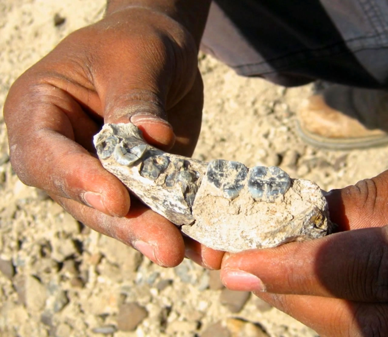 东非发现最古老人属化石LD 350-1 或改写人类进化史