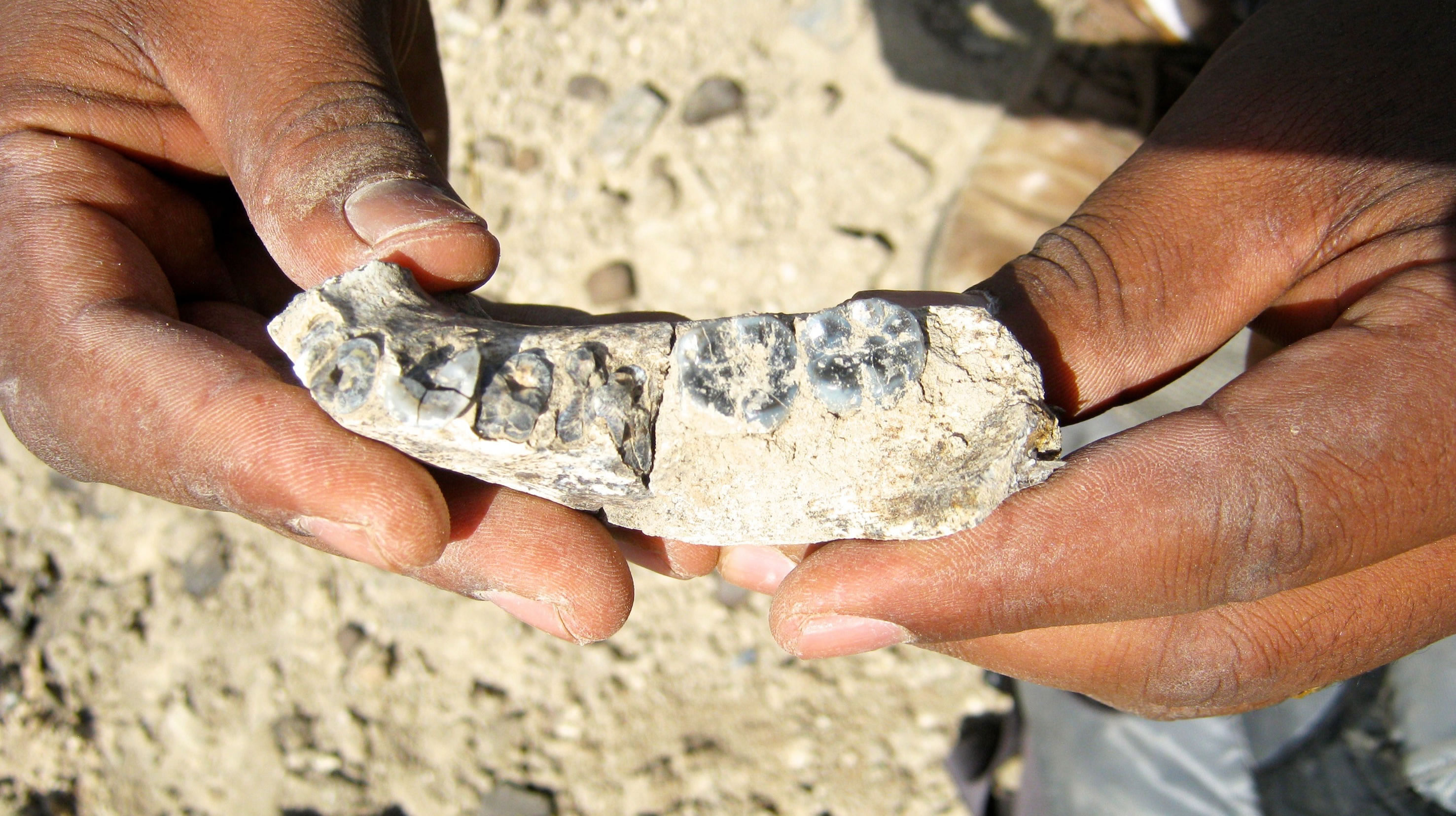 东非发现最古老人属化石LD 350-1 或改写人类进化史