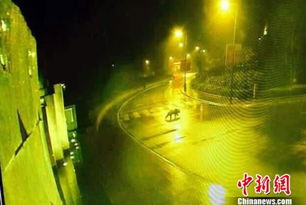 ӳ�㾰���ִ���è�ټ�����������վ������Ա�ж����Ѱ�ȫ����Ұ��