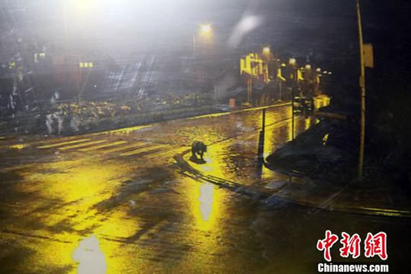 ӳ�㾰���ִ���è�ټ�����������վ������Ա�ж����Ѱ�ȫ����Ұ��