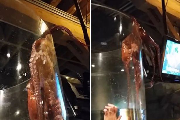 ������ʢ��������ͼ��һֻ������ͼ��ˮ��ݵĲ������ӳ� �Ż��ο�